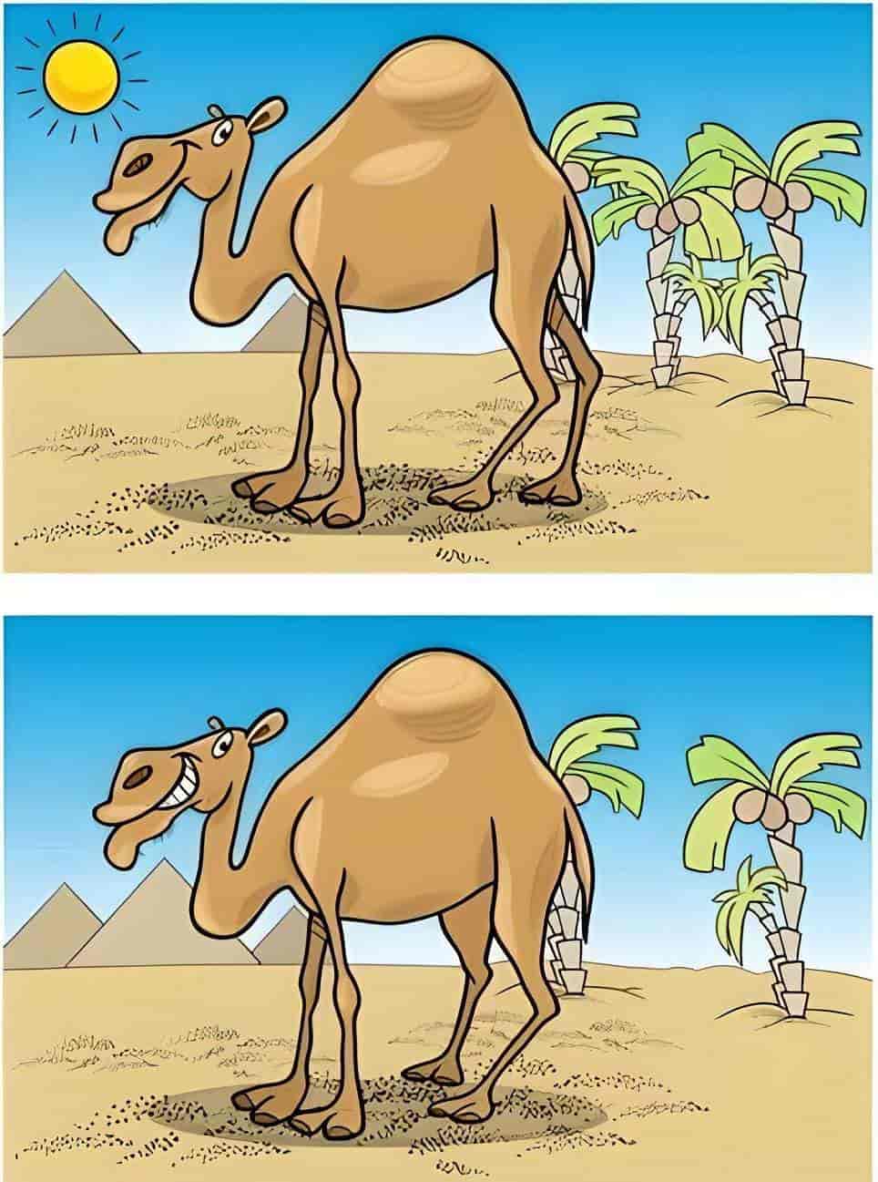 Spot The Difference: Can you spot 5 differences between the two camel